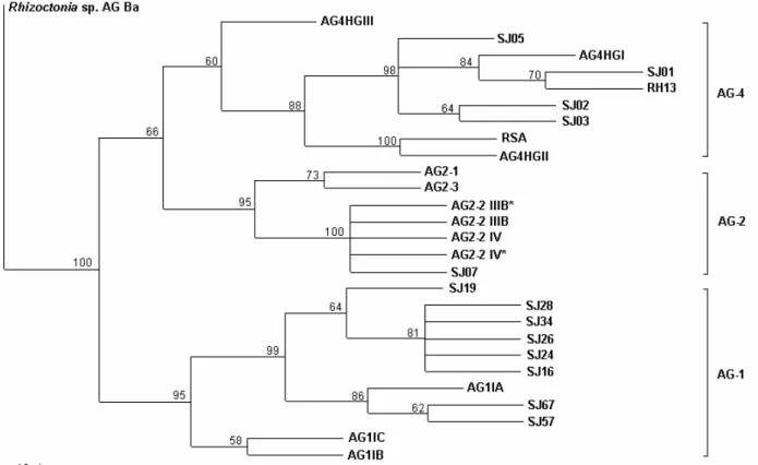 FIG. 2 - A single most parsimonious tree based on phylogenetic analyses with PAUP* (Swofford, 2001) of internal transcribed spacer (ITS) regions of rDNA of AG-1, AG-2 and AG-4 isolates of Rhizoctonia solani, causing of foliar blight and hypocotyl rot, resp