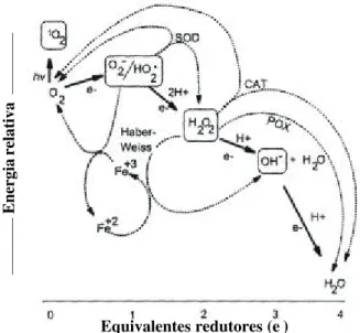 FIG. 1 - Fluxo de elétrons durante a explosão oxidativa: espécies ativas de oxigênio (EAO’s) derivadas de O 2 , vias de detoxificação (limpeza) e interconversões em plantas (adaptado de Baker &amp;