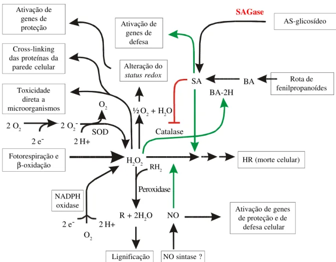 FIG. 3 - Interconexões do H 2 O 2  , óxido nítrico (NO) e ácido salicílico (AS) para a ativação e coordenação das múltiplas reações de defesa das plantas (adaptado de Hammond-Kosack &amp; Jones, 2000)