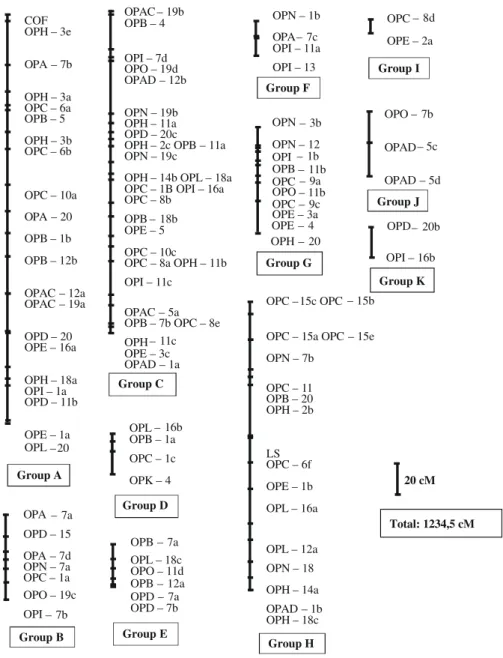 FIG. 1 - Phaseolus vulgaris partial linkage map. Using MAPMAKER 3.0 ‘software’.