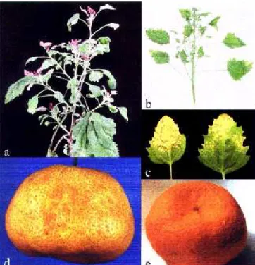 FIG. 1  -   S ymptoms caused or associated to CTLV-Cl: a) Systemic symptoms on Chenopodium amaranticolor, about two months after inoculation; b) Systemic on Chenopodium quinoa, about two months after inoculation; c) Local lesions on C