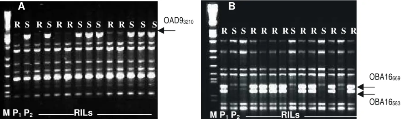 FIG. 2 - Análise eletroforética dos produtos de amplificação do DNA produzidos com os primers OAD9 (A) e OBA16 (B)