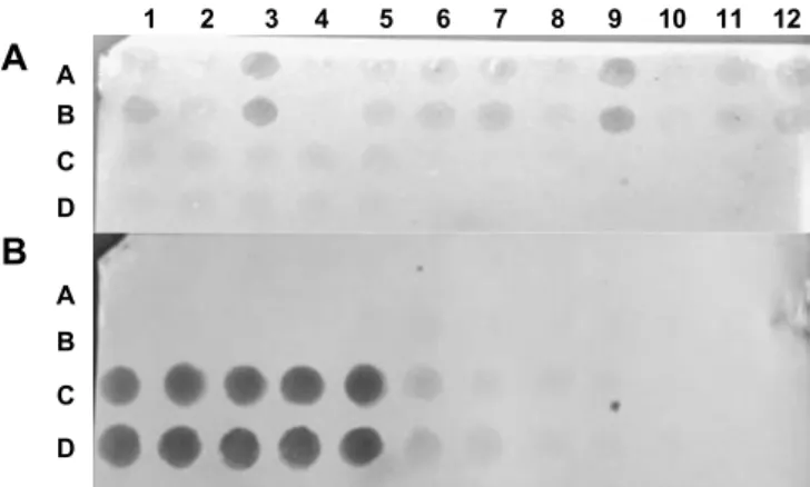 FIG. 4 - Análise da especificidade do anti-soro bruto contra Leifsonia xyli susbp. xyli - Lxx