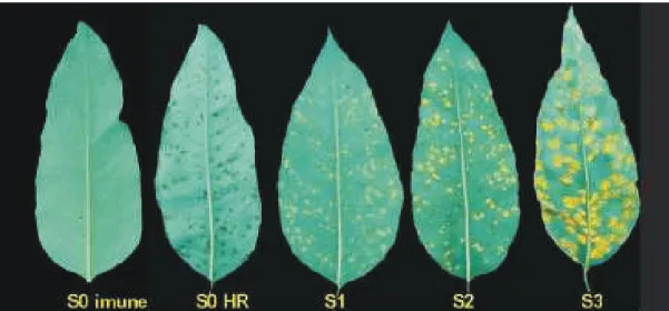 FIG. 1 - Escala de notas para avaliação da resistência à ferrugem do eucalipto (Eucalyptus sp.), com quatro classes de severidade: S0 = imunidade ou reação de hipersensibilidade do tipo “fleck” ou necrótico; S1 = pústulas &lt; 0,8 mm de diâmetro; S2 = púst