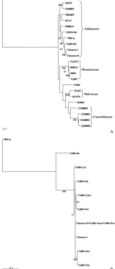 Table 1 – Identity between coat protein gene of Tobamovirus isolated from  Hemerocallis sp
