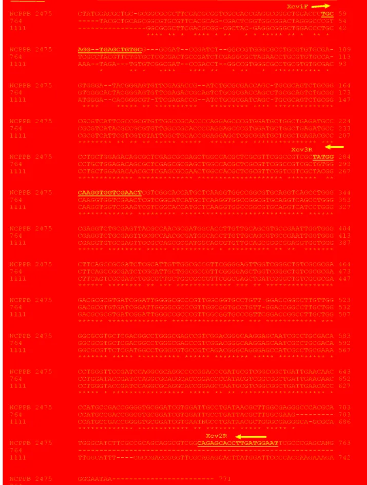 Figure 1. Partial  sequence alignment of  the hrpB  gene amplified with primers RST2 and RST3 from Xanthomonas campestris pv