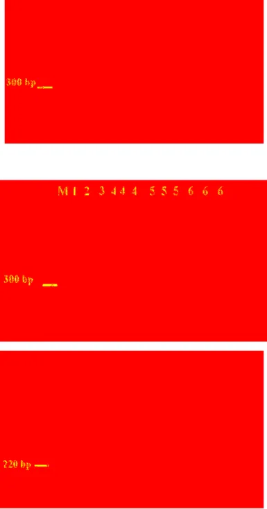 Figure 2. PCR amplification with primer pair RST2/Xcv3R, visualized on a 1% agarose gel