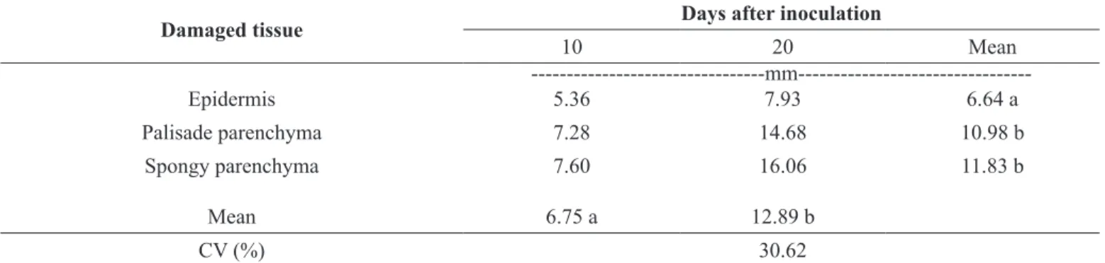 Table 1. Mean values   of damaged tissues (mm) in coffee seedlings of Mundo Novo IAC 376-4 cultivar caused by P
