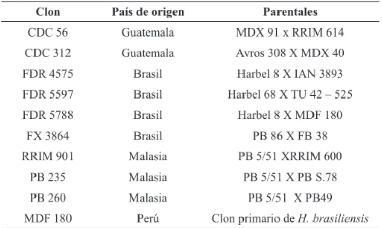 Tabla 1. Clones, origen y parentales establecidos en jardín en La Hacienda La  Voragine, Cimitarra (Colombia).