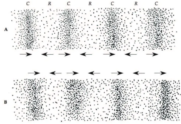 Figura 8: Momentos de C (compressão) e R (rarefação) das partículas numa propagação. B assinala  a movimentação da perturbação no ar depois do momento anterior A 12   