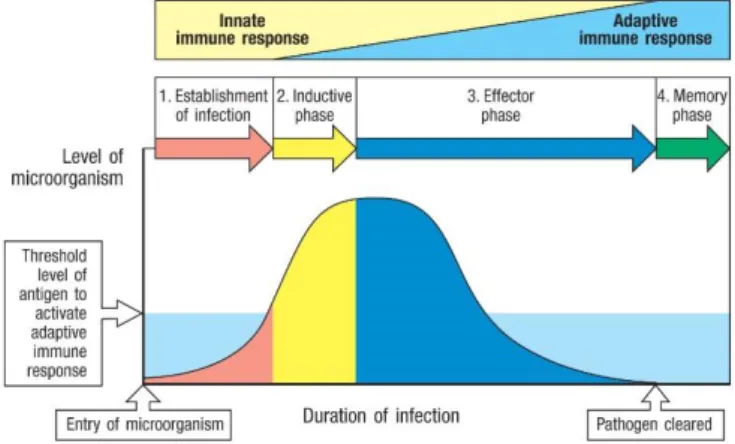 Figure  1.1  -  Dynamics  of  innate  and  adaptive  immunity. 
