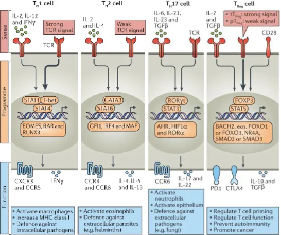 Figure 1.5 – Polarized CD4 +  T cell subsets. Adapted from (DuPage and Bluestone 2016)