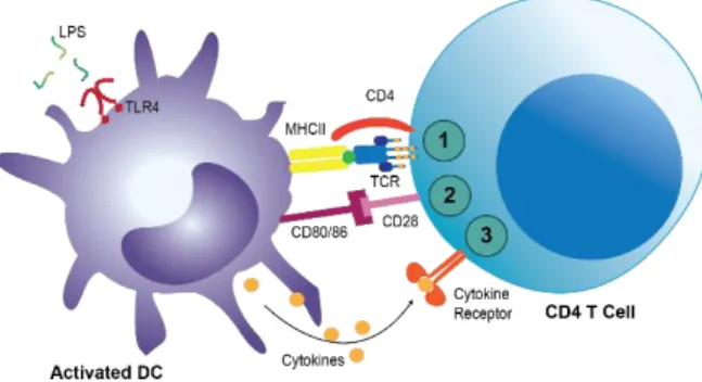 Figure  1.8  –  Three  required  signals  for  T  cell  full  activation.  Based  on  (Janeway  et  al