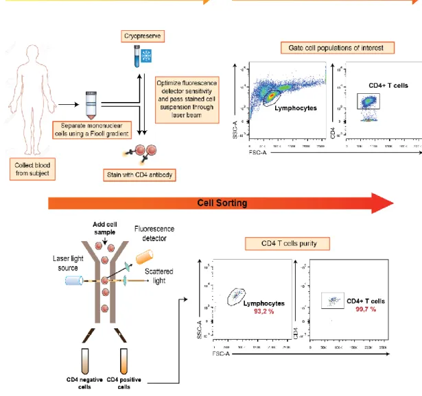 Figure 2.1 - PBMCs Isolation and Cell Sorting strategy. Adapted from (Maecker 2012). PBMCs were collected  from  blood  by  Ficoll  gradient