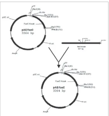 Fig. 4. Resposta imune apresentada em Unidades de ELISA de ca- ca-mundongos inoculados com a vacina de proteína recombinante FaeC e do grupo controle (salina)
