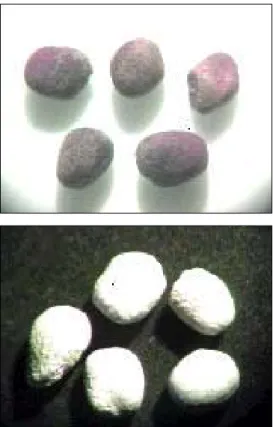 Figure 4 - Microscope view (40x) of non-coated broccoli seeds (a) and broccoli seeds coated in spouted bed (b).