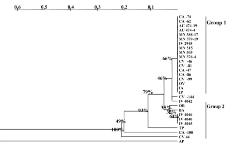 Figure 3 - Dendrogram of Coffea cultivars based on genetic distance obtained from AFLP markers using the UPGMA method.