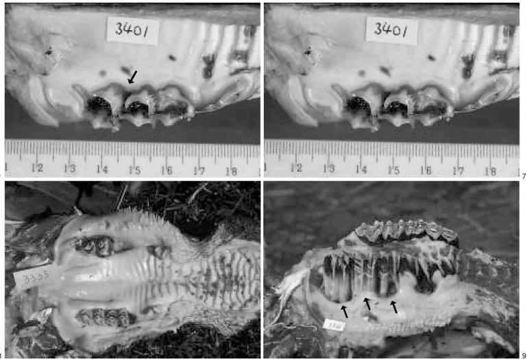 Fig. 8. Após a perda de dentes, as lesões peridentárias da CIb tendem para cura (Bovino com 18 meses de idade).