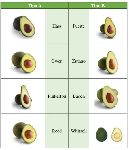 Tabela 1 - Exemplos de variedades do abacate com floração do Tipo A e do Tipo B 