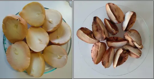 Figura 6 - Caroço de abacate imediatamente após o seu descasque (imagem da esquerda) e após exposição ao ar durante  40 dias (imagem da direita)