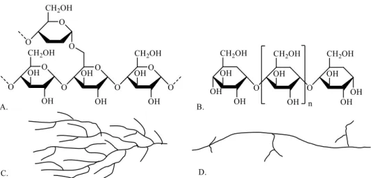 Figura 7 – Representação esquemática das ligações glicosídicas α- D -(1→6) (A.) e α- D -(1→4) (B.), da amilopectina (C.)  e da amilose (D.)