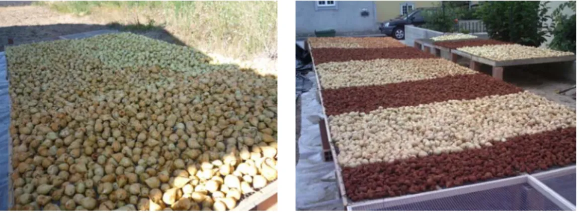 Figure 2. First drying stage. 