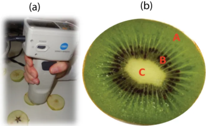 Figure 1. (a) Measurement of colour in the apple slices, (b) Areas considered for  the evaluation  of colour in the kiwi slices.
