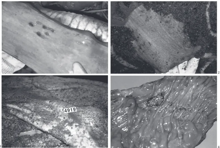 Fig. 3. Áreas de desprendimento do epitélio, leve congestão, frag- frag-mentos das favas e conteúdo líquido, leitoso-acinzento no rúmen, na intoxicação experimental pelas favas de S