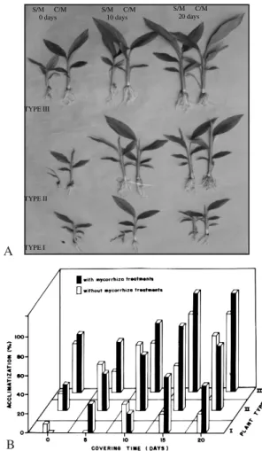 Figure 2 - Results obtained per explant (rhizome bud or shoot apex) isolated from different phenological ages C