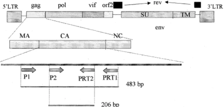 Fig. 1. Representação esquemática do genoma do vírus da imuno- imuno-deficiência felina com a indicação dos “primers” utilizados nas reações de PCR
