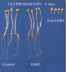Figure 3 - Seedling root length of GMO soybean cultivars, after pre imbibing the seed for 16h in a substrate varying herbicide concentrations.