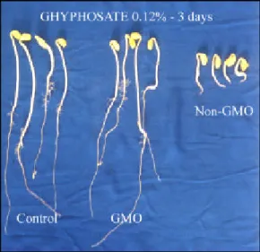 Figure 9 - Three day old GMO and non-GMO soybean seedlings, after imbibing the seeds in 0.12% herbicide solution.