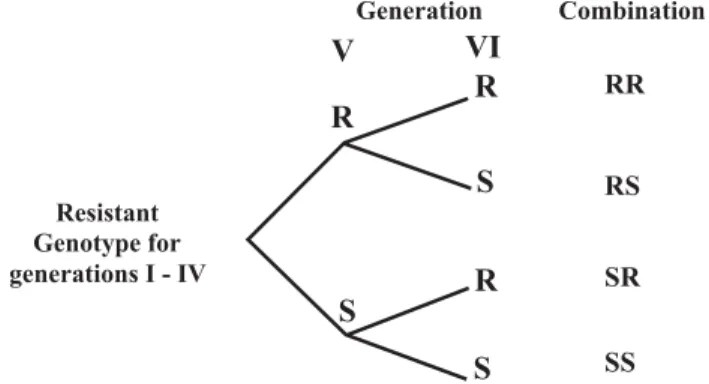 Figure 1 - Alternation of cowpea genotypes after the fourth generation of a population of C