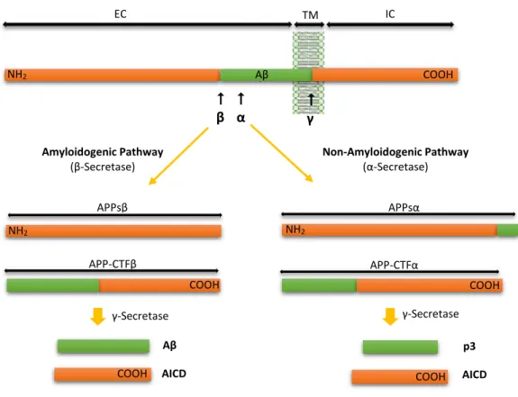 Figure 3 – Schematic diagram of APP processing pathways (not drawn to scale). In the Amyloidogenic pathway  APP is cleaved by β-Secretase, originating APPsβ and APP-CTFβ