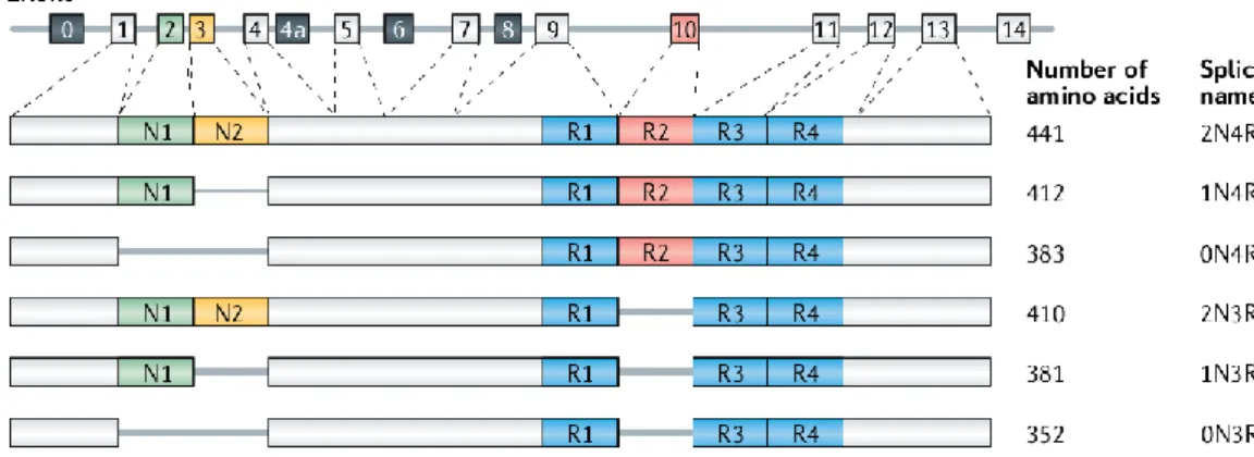 Figure 4 – Schematic representation of the human MAPT gene and the six isoforms of the human brain