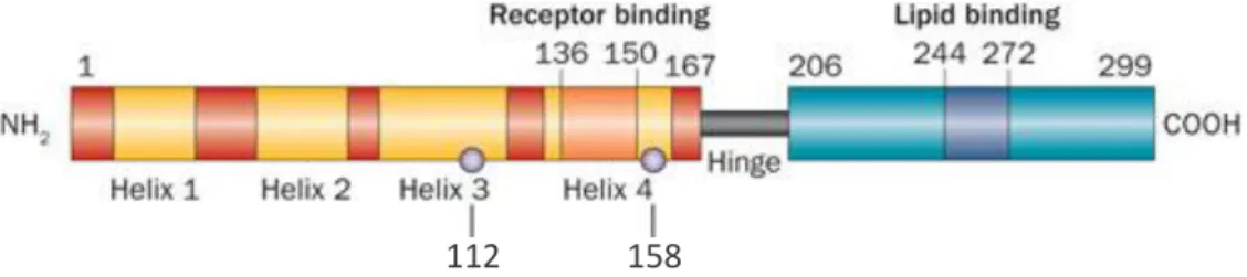 Figure 5 – Schematic representation of the structure of APOE. The different isoforms APOE2, APOE3 and  APOE4 differ from one another at amino acid residues 112 and 158 (grey circles) providing unique features  to each isoform