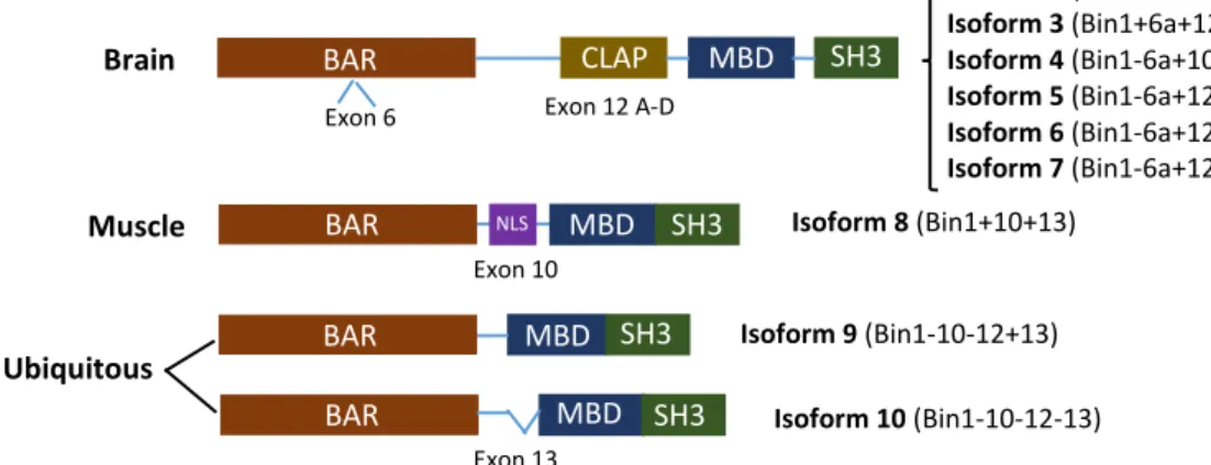 Figure 6 – Schematic representation of BIN1 domains and isoforms. Exons 6, 10, 12 (a-d) and 13 are alternatively  spliced generating brain specific isoforms (1-7), a muscle isoform 8 and the two ubiquitously expressed isoforms (9  and 10)