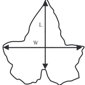 Figure 1 - Diagram of cucumber leaf showing positions of length (L) and width (W) measurements.