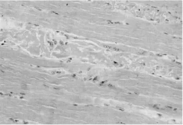 Fig. 2. Intoxicação espontânea por S. occidentalis. Novilha do estabele- estabele-cimento 1