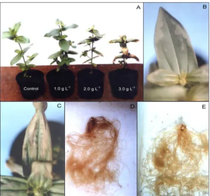 Figure 1 - A) ‘Lilliput’ control and chlormequat treated plants (1.0; 2.0 and 3.0 g L -1 ); B) Pale green aqueous lesions on ‘Lilliput’ leaf lamina margin treated with chlormequat (2.0 g L -1 ); C) Severe leaf burning and necrosis on ‘Lilliput’ leaf lamina