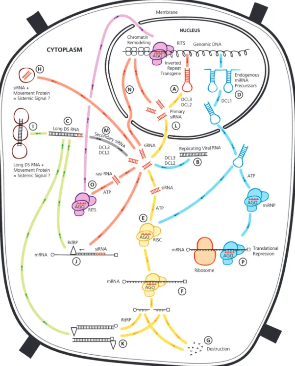 Figure 1 - Gene Silencing pathways in plant cells. (A) Dicer-like protein (DCL2, DCL3) processing of transcripts containing inverted repeats (Meister &amp; Tuschl, 2004); (B) Dicer-like protein (DCL2, DCL3) processing of intermediates formed during RNA vir