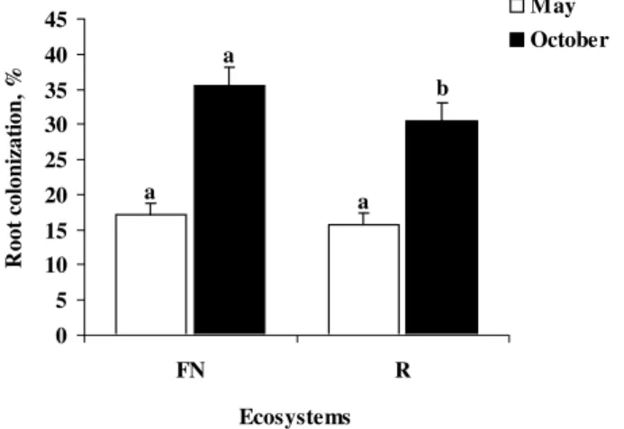 Figure 1 - Arbuscular mycorrhizal fungal root colonization of Araucaria angustifolia sampled in native (FN) and reforested (R) ecosystems, in May and October 2002.