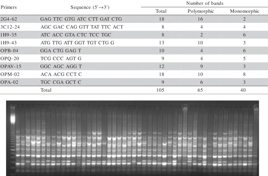 Figure 2 - Gel electrophoresis on agarose of RAPD-PCR products of natural populations of Zeyheria montana