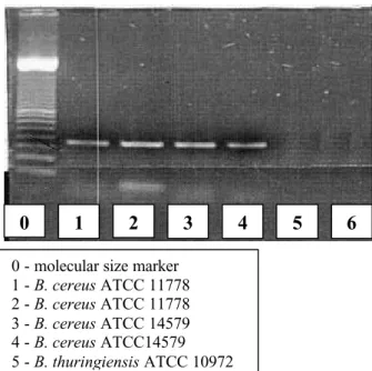 Figure 7 - Validation of B. cereus primer.