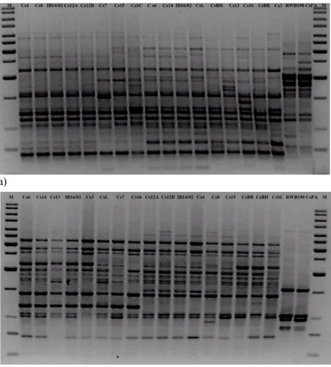 Figure 1 - RAPD analysis of genomic DNA. Lanes correspond to individual Erythricium salmonicolor