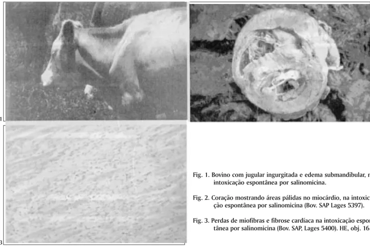 Fig. 1. Bovino com jugular ingurgitada e edema submandibular, na intoxicação espontânea por salinomicina.