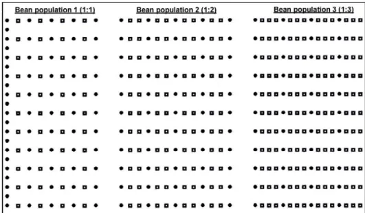 Figure 1 - Row arrangement of maize (z) and beans () in intercropping system.