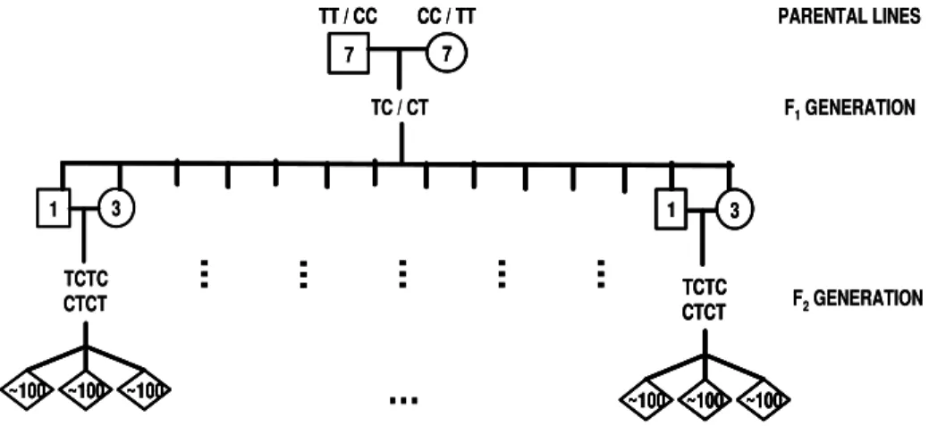 Figure 1 - Simplified scheme of the design of two Brazilian F 2  chicken resource populations to map QTL for performance and carcass traits generated from crosses between a layer (CC) and a broiler (TT) lines