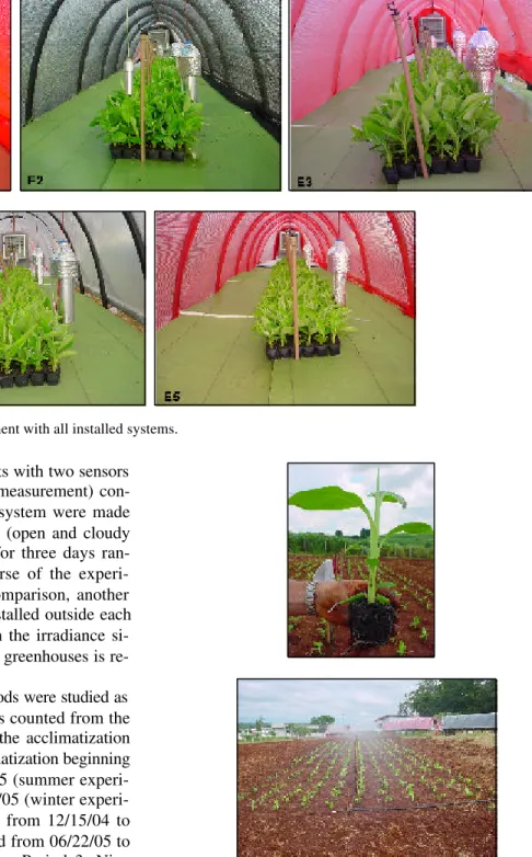 Figure 3 - Plants in the field.
