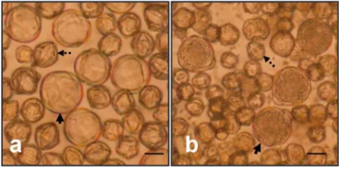 Figure 3  -  Stages and development of microspores in cultures of  eggplant.  Late  uninucleate  (a)  and  binucleate,  i.e.,  asymmetrically divided (b; v: vegetative nucleus, g: 